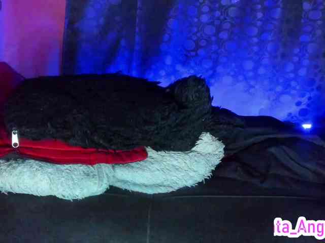 cata-anngel cata-anngel