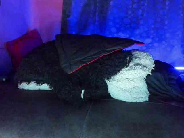 cata-anngel cata-anngel