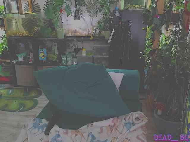 Dead_Butterfly webcam