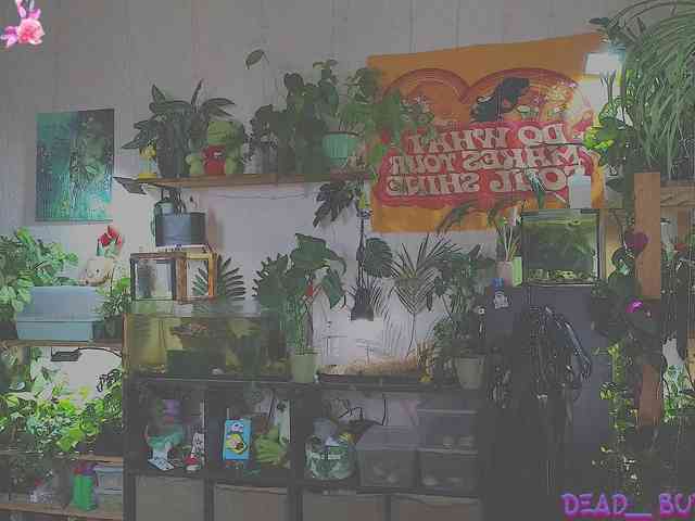 Dead_Butterfly webcam
