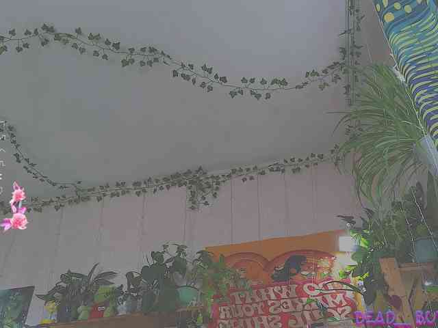 Dead_Butterfly webcam