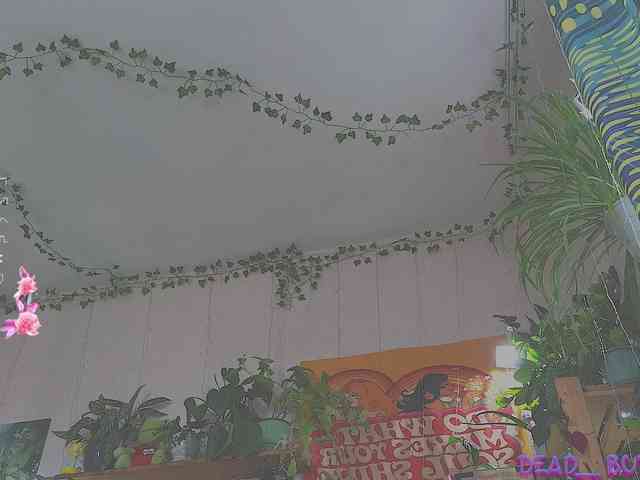 Dead_Butterfly webcam