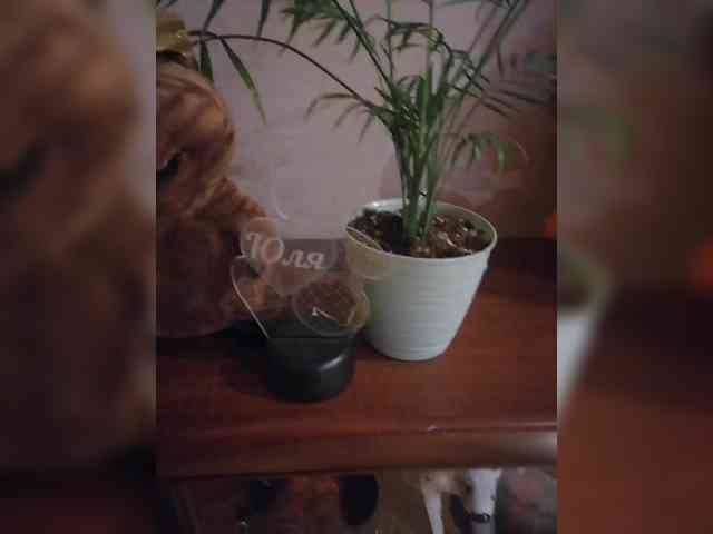 JuliaHesperaks webcam