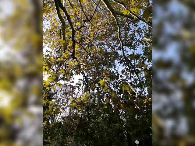 JuliaHesperaks webcam