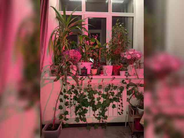 WednesdayFridayAddams webcam