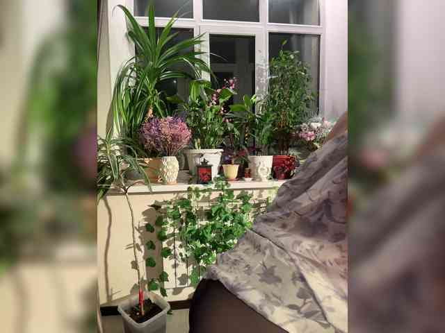 WednesdayFridayAddams webcam