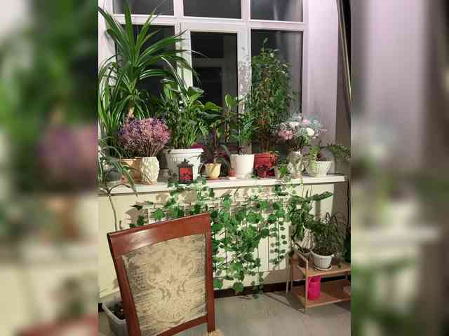 WednesdayFridayAddams webcam