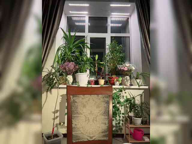 WednesdayFridayAddams webcam