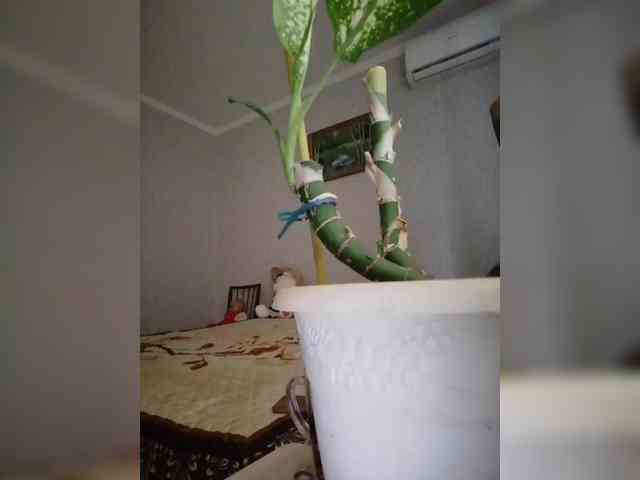 yscromnay webcam