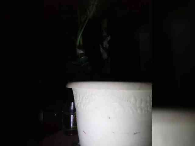 yscromnay webcam