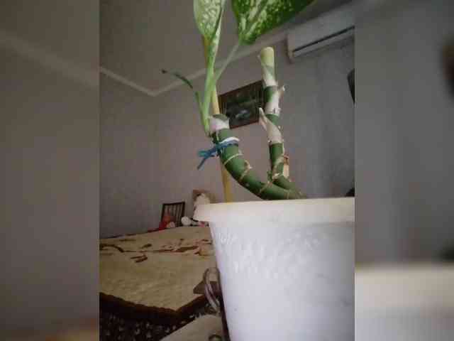 yscromnay webcam