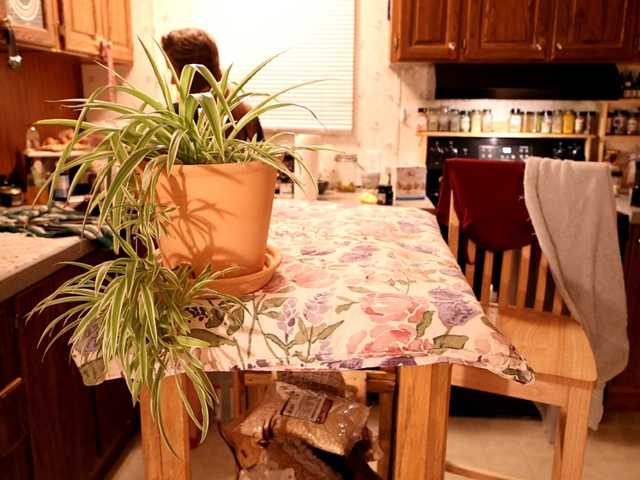 XxpixeyxX's BongaCams show and profile