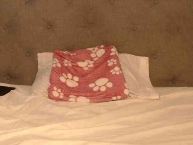 lolapaz webcam