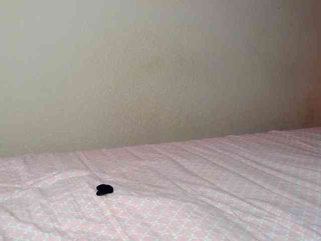 JustAlice webcam