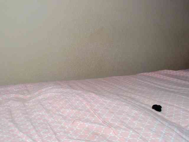 JustAlice webcam