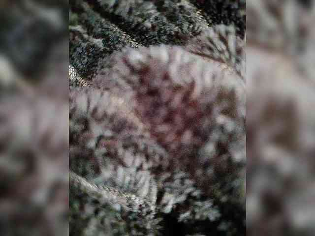 Kissa1971 webcam