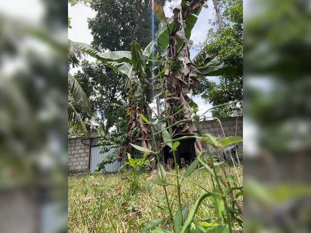 KinaMoonLove's BongaCams profile