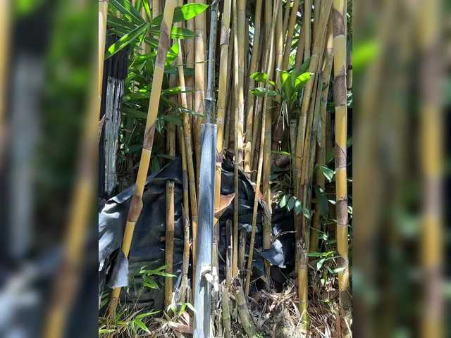 KinaMoonLove's BongaCams show and profile