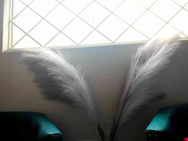 carolina-hernandez webcam
