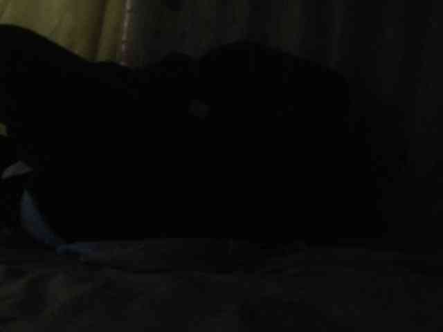 ANNYFOX webcam