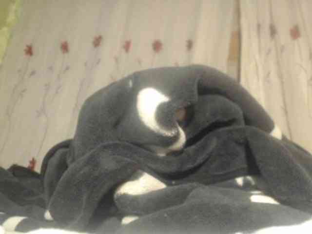 ANNYFOX webcam