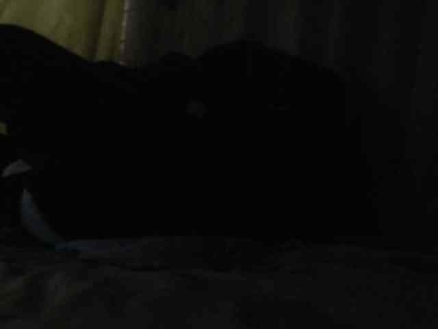 ANNYFOX webcam