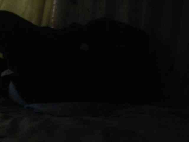 ANNYFOX webcam