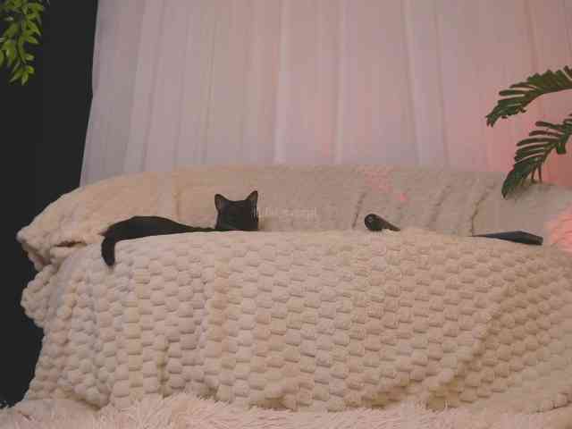 Bella-francoo webcam