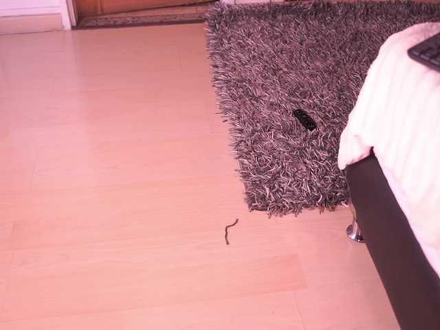 IzzyWild's BongaCams show and profile