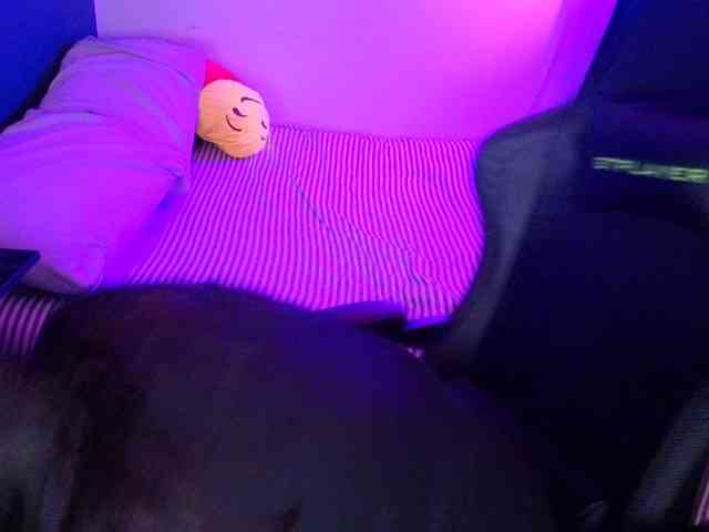 Miacanelaxo Miacanelaxo