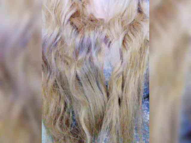 free random chat Isabel-LM