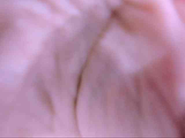 latinvalery webcam