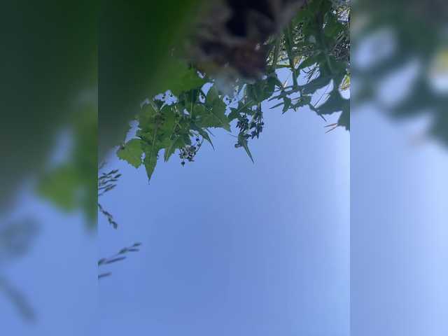 miss-milka's BongaCams show and profile