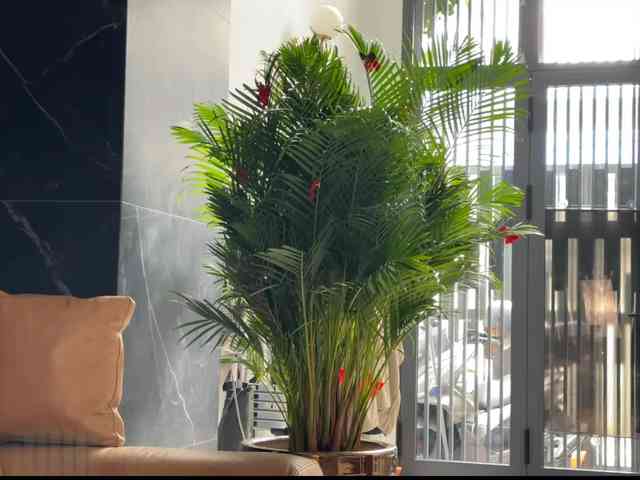 FlyingDutchmana FlyingDutchmana