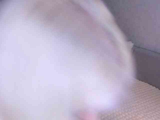 Sweeet-Barbie webcam