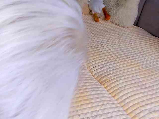 Sweeet-Barbie webcam