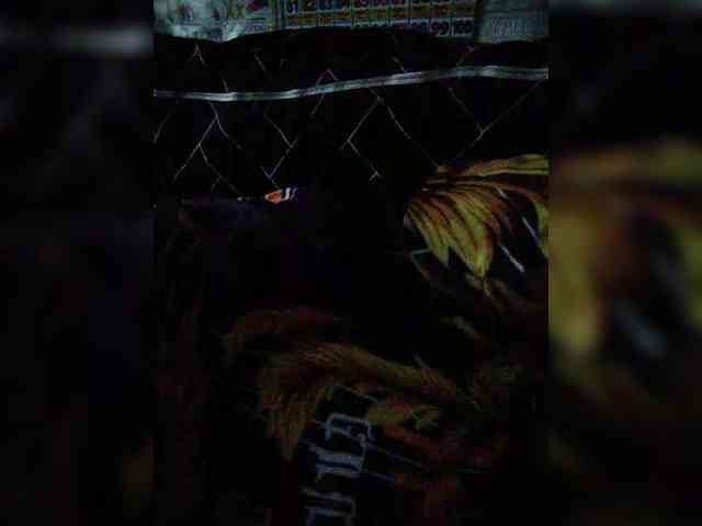 hornylittleprincess69 webcam