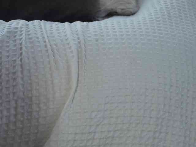 HotBella webcam