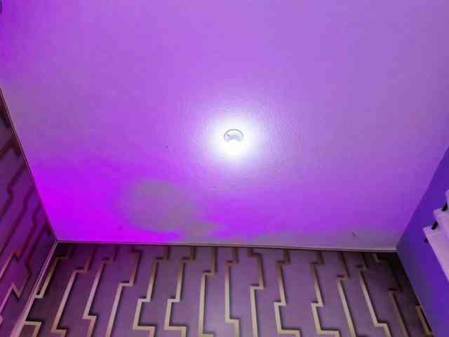 Deny-rose webcam