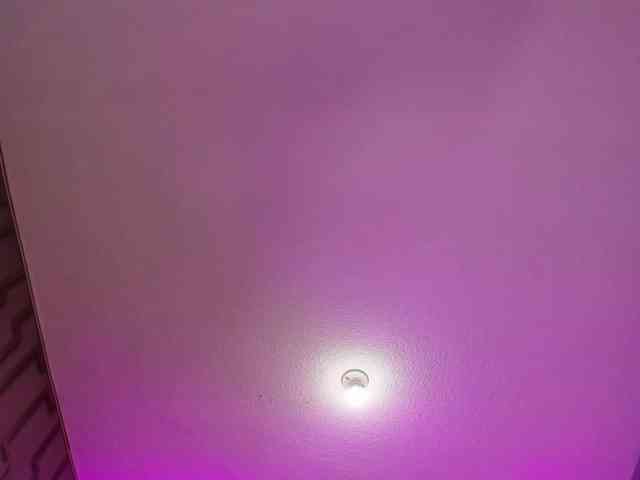 Deny-rose webcam