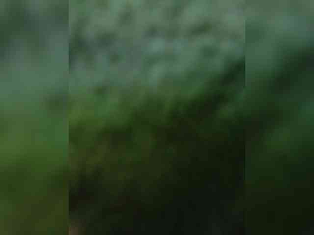 Elia-Elia webcam