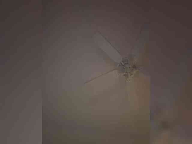 Nofacenocasea webcam