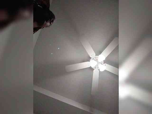 Nofacenocasea webcam