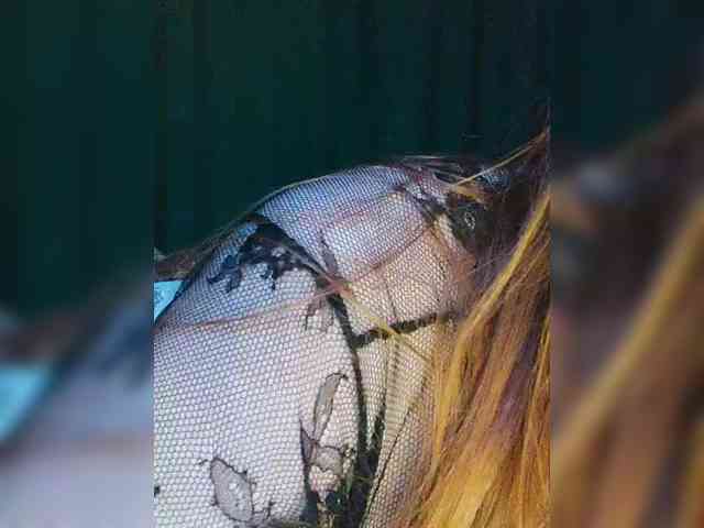 HaisonEris1 HaisonEris1