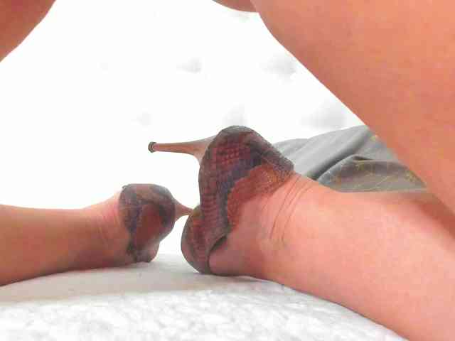 karissia-x karissia-x