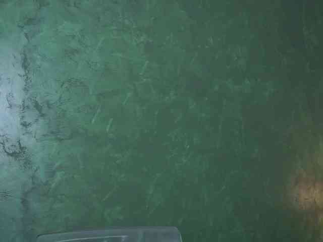 SelineNoir webcam