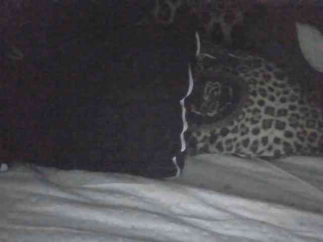 sexysapphiresweet webcam