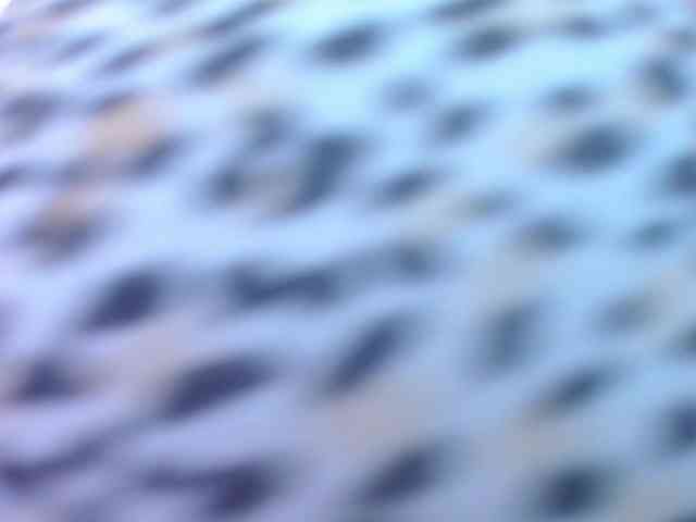 Bigbootymia webcam