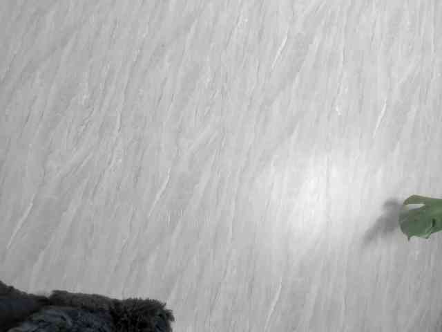 wandalover wandalover