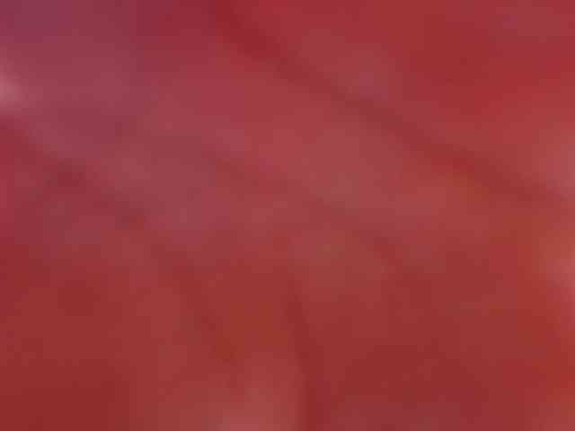 violetta-london violetta-london